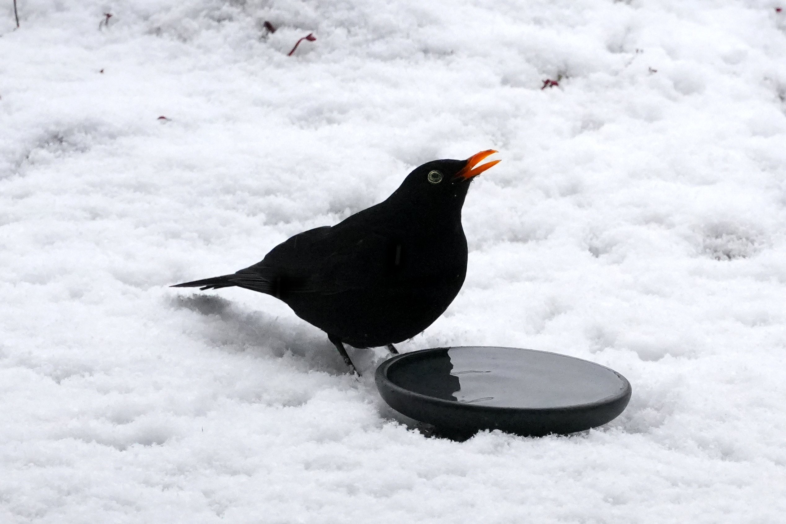 Amsel trinkt